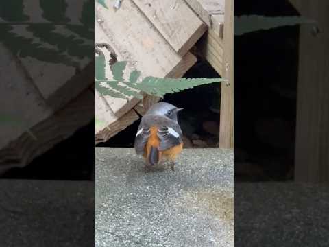 shorts ジョウビタキ？　のんほいパークにて　2026年1月23日 サムネイル