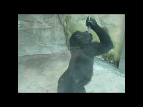 spin.little gorilla Ringo 5y old shorts.R咬住繩子旋轉 6-1 サムネイル