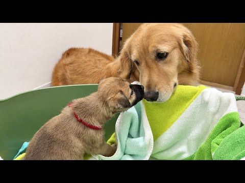 保護した子犬が、先住犬のことを完全にママだと思っているようです...【ゴールデンレトリバー・ボーダーコリー】