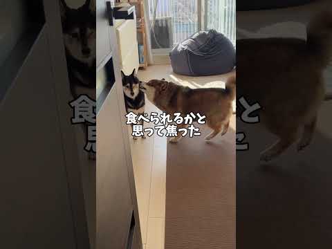 襲われる黒柴😱10歳の春 サムネイル