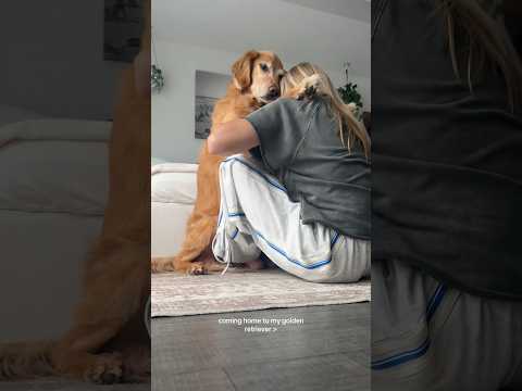 coming home to my golden retriever🥵 goldenretreiver dog ind… サムネイル