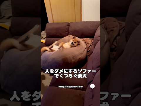 まるで人間‼️ 人をダメにするソファーでくつろぐ柴犬　　柴犬　犬　かわいい犬 面白い　犬のいる暮らし サムネイル