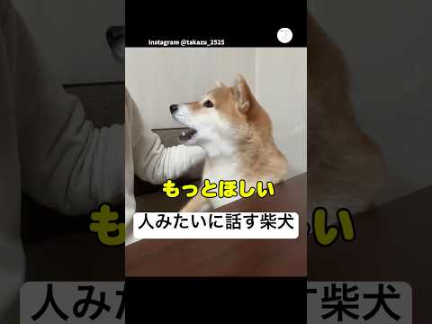 人みたいに話す柴犬、要求が止まらない　　柴犬　犬　いぬ　面白い　かわいい犬 サムネイル