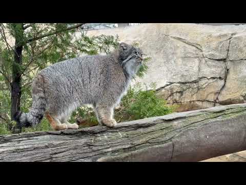 アブリコースちゃん 放飼場内を走り回る🤭　マヌルネコ　那須どうぶつ王国にて　2026年3月27日