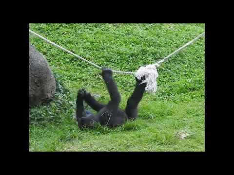 little gorilla Ringo 4y11m old. shorts R拉繩前進後翻 4-28