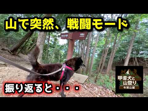 甲斐犬と一緒で、本当に良かったです【甲斐犬と山登り：今熊山編 序章】 サムネイル
