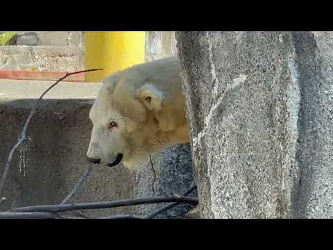 この体勢をキープ　10:20 頃のバフィンさん　   ホッキョクグマ　浜松市動物園にて　2026年3月15日 サムネイル