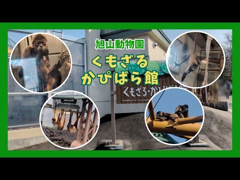 【旭山動物園】くもざる・かぴばら館　[Asahiyama Zoo]Spider Monkey Capybara Mus…