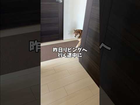 尻尾が器用な柴犬🐕 サムネイル