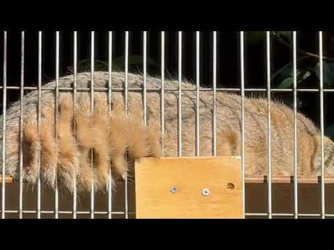 マヌルのこどものもふもふ 1分どうぞ🤭　東山動植物園にて　2025年12月12日 サムネイル