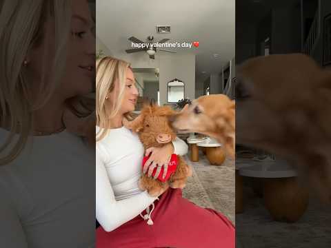 dog-tor coby to rescue🛟goldenpup puppy goldenpupppy dogbree… サムネイル