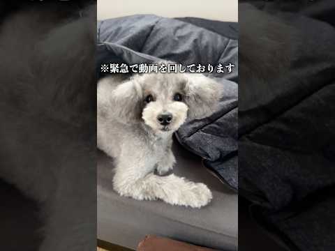 【緊急告知】三井アウトレットパーク 岡崎でイベントが決まりました！！！ サムネイル