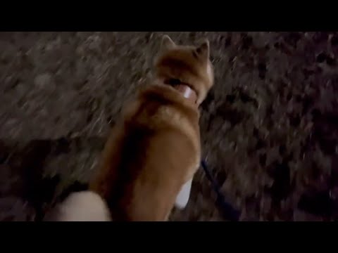 柴犬福 23時に母と散歩中の柴犬🤣Shiba- Walk🤣 サムネイル