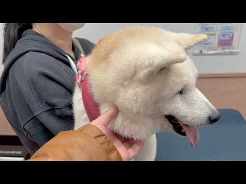 １０年ぶりに体重が１桁台になってしまった柴犬あいたん、いつもありがとう サムネイル