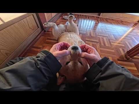 たぶん甘えん坊タイムなココさん サムネイル