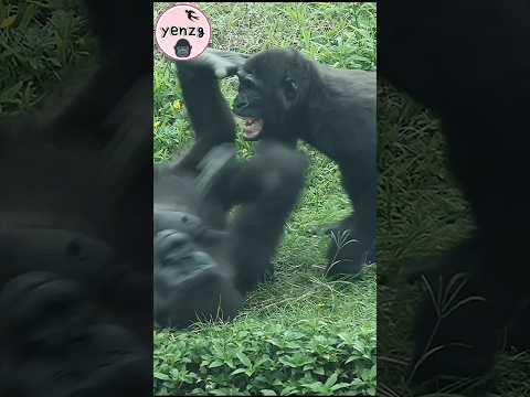 D'jeeco leap over Ringo, after R screaming gorilla taipeizo… サムネイル
