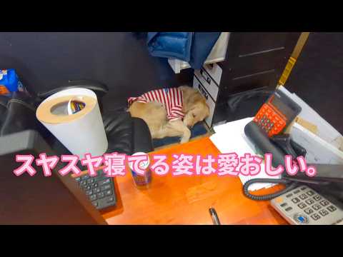 なによりもスヤスヤ安心して寝ている姿は愛おしい。ゴールデンレトリバーティト サムネイル