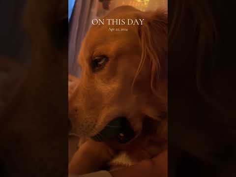 dog-tor coby to rescue🛟goldenpup puppy goldenpupppy dogbree… サムネイル