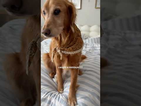 Come to my golden retriever 2026blonde goldenretreiver dogb… サムネイル