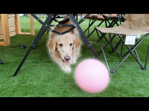 狭いテーブルの下をほふく前進する愛犬が起用過ぎるww サムネイル