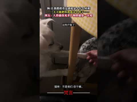 狗讓我摸摸這到底是個什麼材質 天天能把你迷成這個樣子 狗狗 意外 萬萬沒想到 萌寵 有趣 可愛 dog amazing… サムネイル