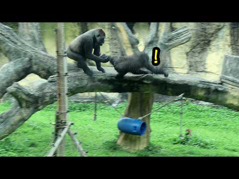 Ringo ups his food-guarding game to protect his cookies金剛猩猩…