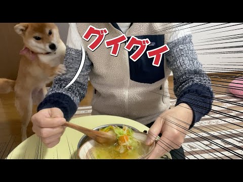 攻撃的大興奮！手羽先スープの匂いで収まりがつかない　柴犬小夏　ASMR サムネイル