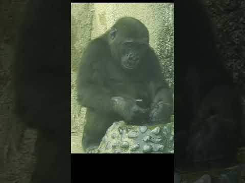 Drinking fountain.lstay hydrated.ittle gorilla & Ringo 4y11…
