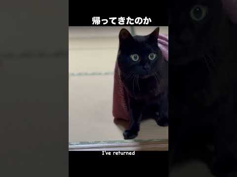 異世界帰りの黒猫　The Isekai Cat