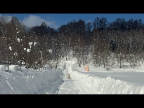 ミントの大冒険 がライブ配信中！ サムネイル