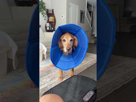 coming home to my golden retriever🥵 goldenretreiver dog ind…