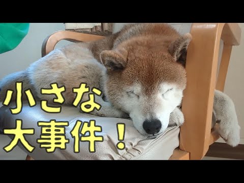 【1066】寝ている間に大事件 サムネイル