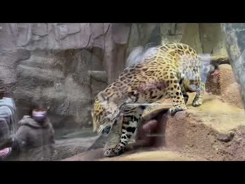 ソルくんが渡ります〜　ジャガー　那須どうぶつ王国にて　2026年1月11日 サムネイル