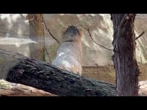 やっぱり雀が気になるんだとナゴムくん　マヌルネコ　那須どうぶつ王国にて　2026年4月11日 サムネイル