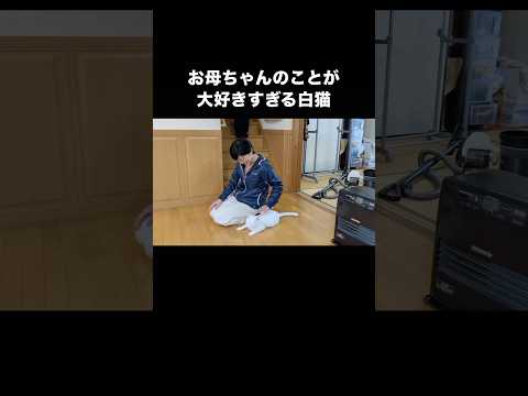 お母ちゃんの出勤を毎朝見送るのが日課のマザコン保護猫 保護猫 マザコン 白猫 shorts サムネイル