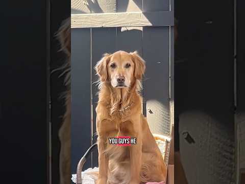 coming home to my golden retriever❤️india retreiver dog pup…