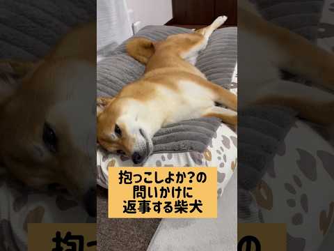 頷いてない…？ 柴犬 サムネイル
