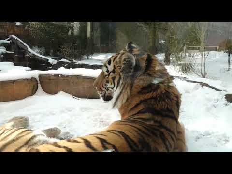 雪景色に令くん　アムールトラ🐯　那須どうぶつ王国　2026年1月9日  00089