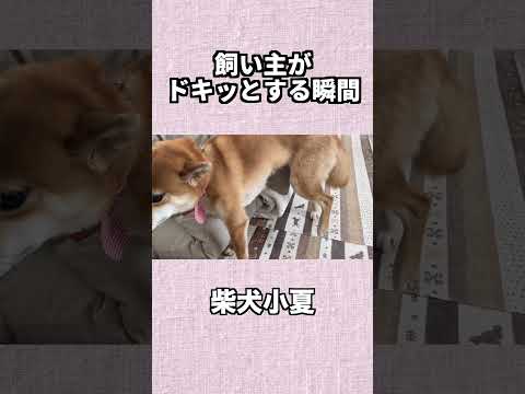飼い主がドキッとする瞬間 神戸 柴犬 shiba サムネイル