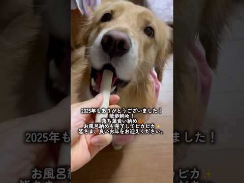 良いお年をお迎えください。goldenretriever ゴールデンレトリバー サムネイル