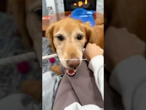 coming home to my golden retriever🥵goldenretreivers dog pup… サムネイル