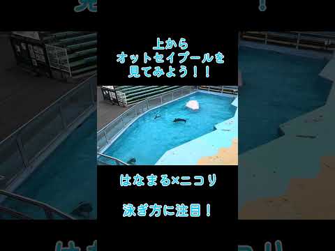 上からオットセイプールを見てみよう！！ 東武動物公園 アニマルパフォーマンスミナミアメリカオットセイニコリゴマフアザラ…