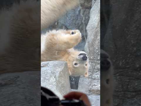 shorts モモ太くん ゴロんしてのけ反り〜🤭　  ホッキョクグマの仔　秋田県男鹿水族館GAOにて2026年4月30日