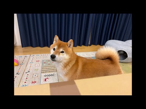 福袋開封！犬用と猫用準備してます🐕🐈‍⬛ サムネイル