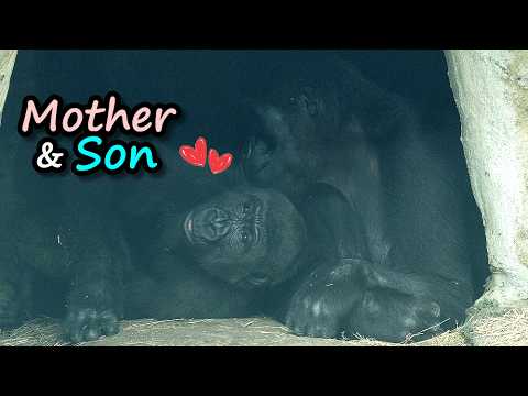 Gorilla Iriki gave Ringo sweet kisses,naughty Tayari,Jabali… サムネイル