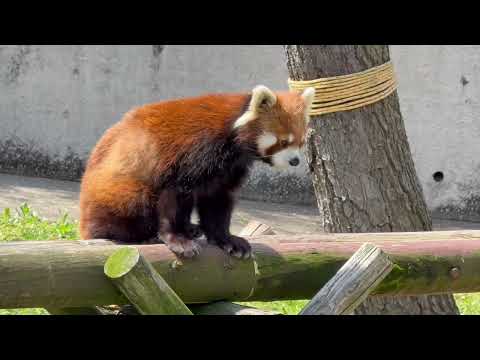 オヤツの時間が待ち遠しい円実ちゃん　レッサーパンダ　大森山動物園にて　2026年4月29日 サムネイル