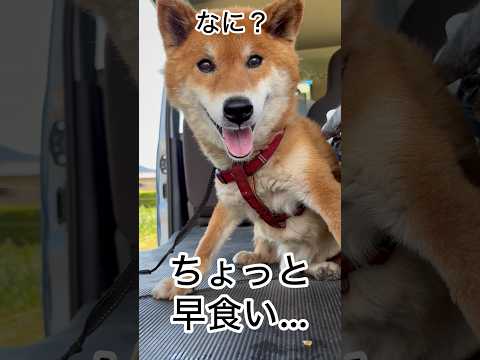 ’26.5.14 力丸は何犬？ 柴犬 shibainu 柴犬のいる暮らし 柴犬の日常 お散歩 食べる犬 力丸 サムネイル
