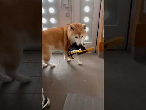 柴犬福 兄の帽子を奪った柴犬🤣Bad boy🤣shorts funny funnydog 柴犬 dogshorts s… サムネイル