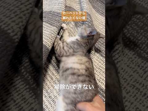 動きたくない保護猫 The cat won't move. 保護猫 ねこのいる生活 サムネイル