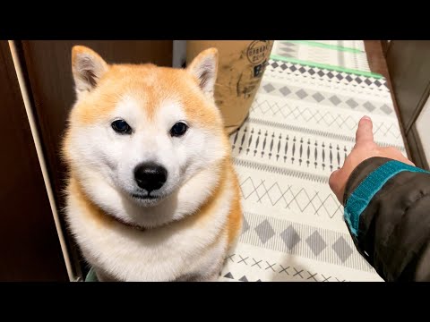 さんぽに一番行きたいくせに、直前になるとなぜかよくわからない抵抗をはじめる柴犬 サムネイル